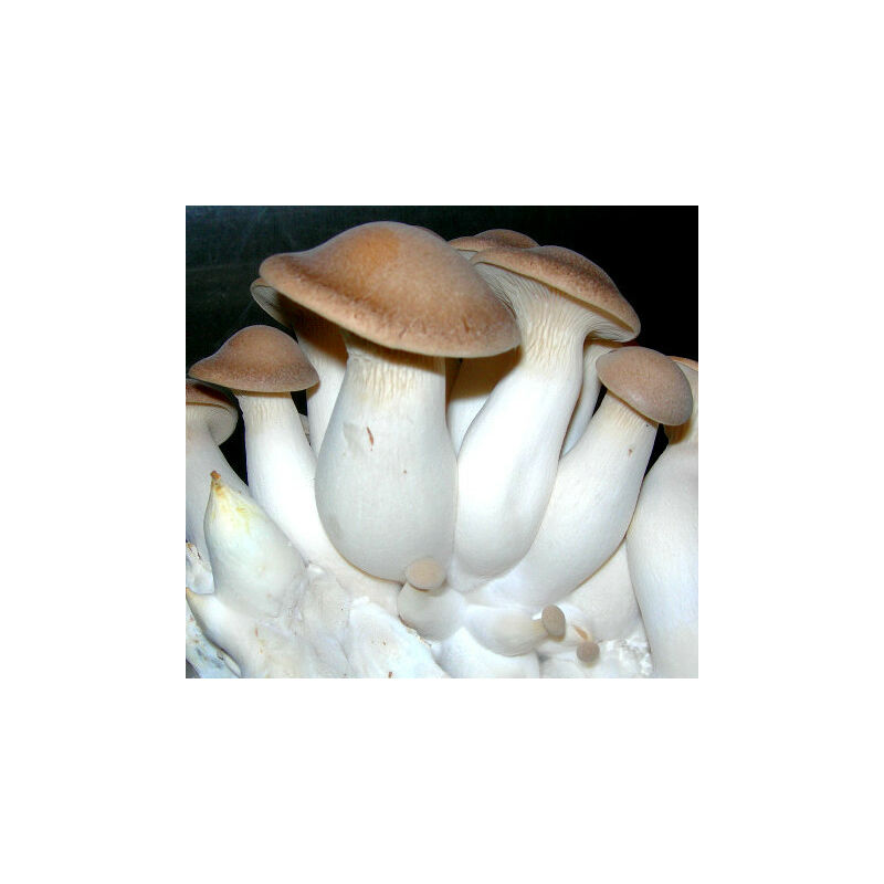 

Micelio en Grano de Pleurotus Eryngii, SETA de Cardo. 100 Gr. Semillas