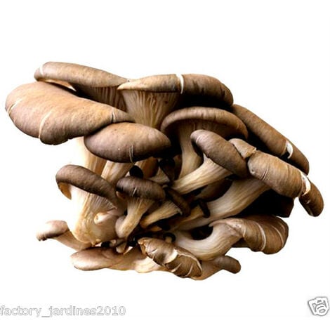 Micelio en Grano de Pleurotus Ostreatus, SETA Ostra. 100 Gr. Semillas