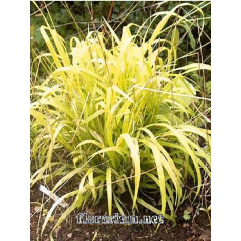 Milium effusum 'Aureum' Pot de 1L/1,5L