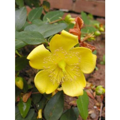 Millepertuis à grandes fleurs Godet de 7/8 cm