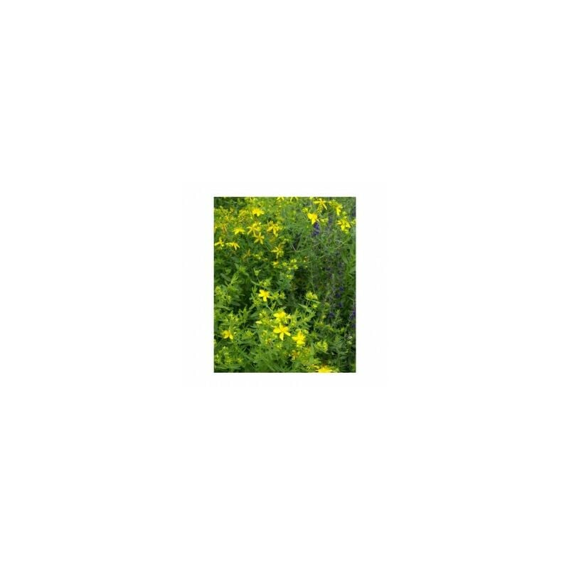 Graines Bocquet - Millepertuis ( Hypericum Perforatum ) - 0,1g
