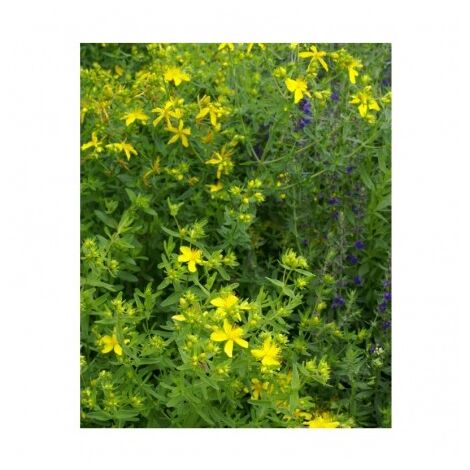 Millepertuis (Hypericum perforatum) graines – Semis de mars à juin – Plante médicinale pour insomnie et stress – 0,1g – Graines Bocquet