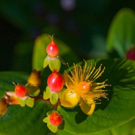 Millepertuis Magical ® Beauty 'Kolmbeau' (Hypericum x inodorum Kolmbeau' Magical ® Beauty)