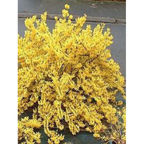 Mimosa de Paris 'Marée d'Or' Pot de 3L/4L