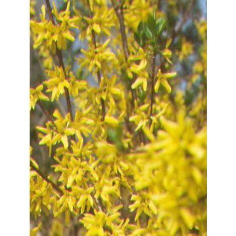 Mimosa de Paris 'Weekend' Pot de 7,5L/10L