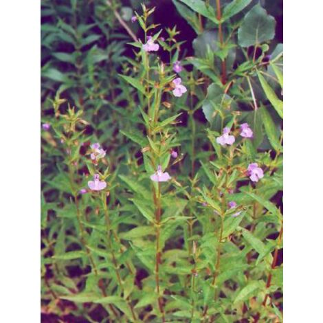 Mimule ringens Godet de 8/9 cm