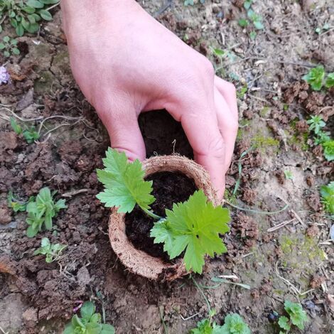 Mini-Anzuchttöpfe, 30 Stück, biologisch abbaubare Kokosfaser, Keimung, Hausgarten, Durchmesser 6,5 cm