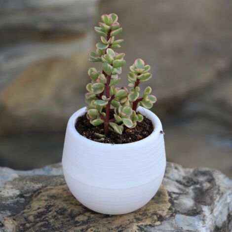 Mini-Blumentopf für Sukkulenten und Setzlinge – Weißer Kunststoff-Blumentopf 7 cm – Garten, Balkon, Büro [Setzlingstopf, Blumentopf, Anzuchtbehälter, Sukkulente]