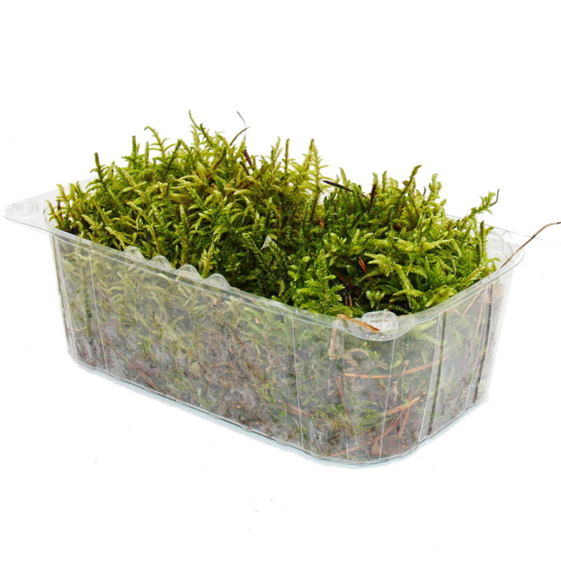 Mini boîte à mousse - véritable mousse naturelle pour l'artisanat et la décoration - petit paquet d'environ 30 cm³ - idéal pour les bols à plantes ou