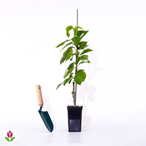 Mini-cerisier Sylvia - Le pot de 9 cm. Hauteur livrée 40-70 cm - Willemse