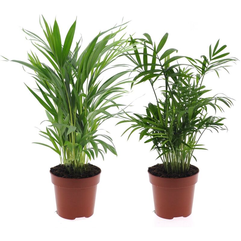Plant In A Box - Mini mélange de palmiers d'interieur - Set de 2 - Pot 12cm - Hauteur 25-40cm - Vert