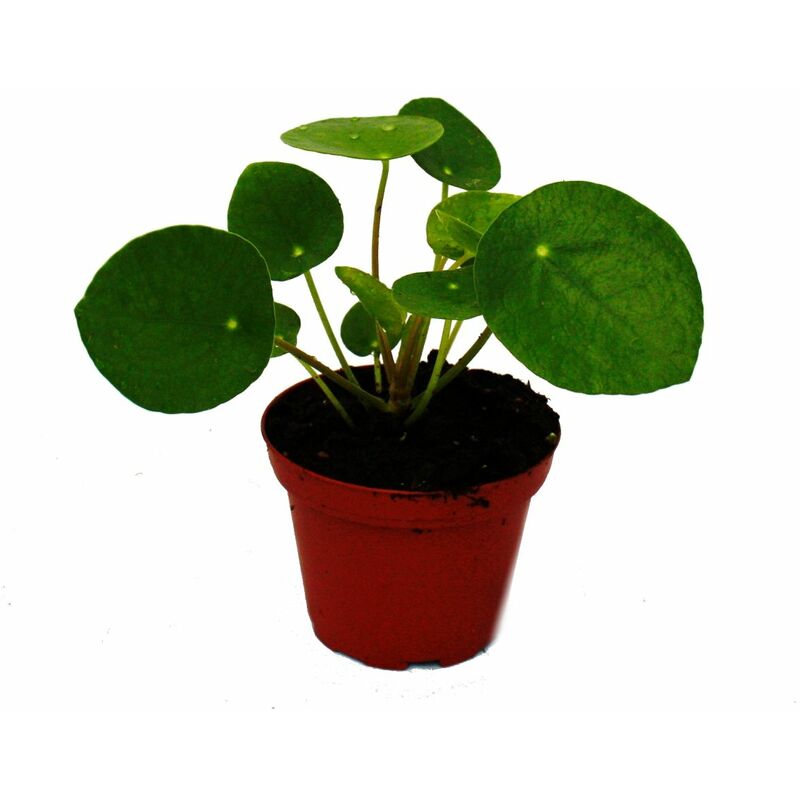 Exotenherz - Mini - Pilea peperomioides - Glückstaler - Arbre à monnaie chinois - Plante à nombril en pot de 5,5cm
