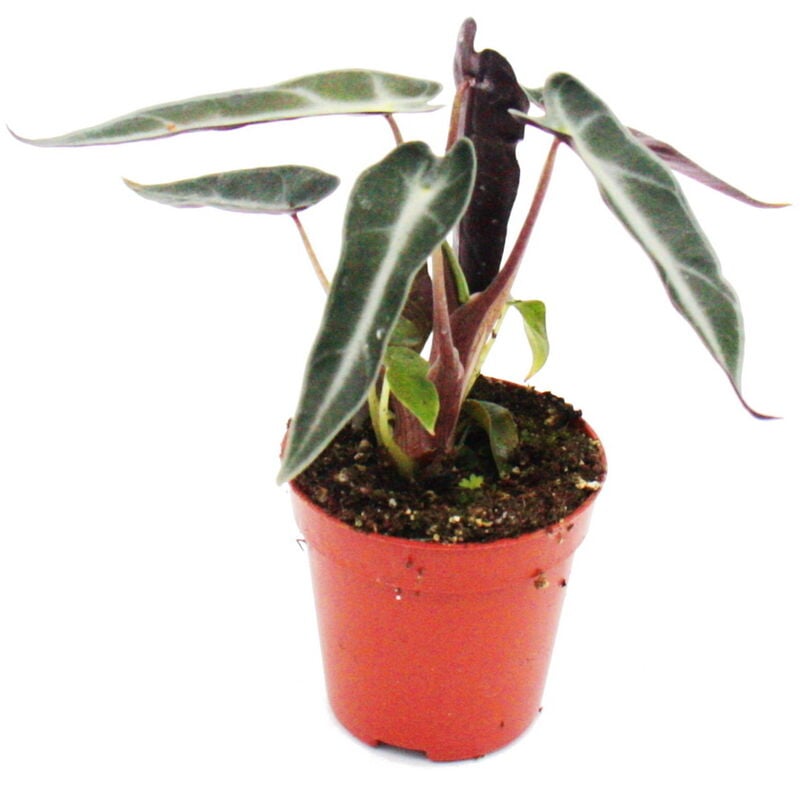 Exotenherz - Mini-Plant - Alocasia - Feuille de Flèche - Idéal pour les petits bols et verres - Baby-Plant dans un pot de 5,5 cm