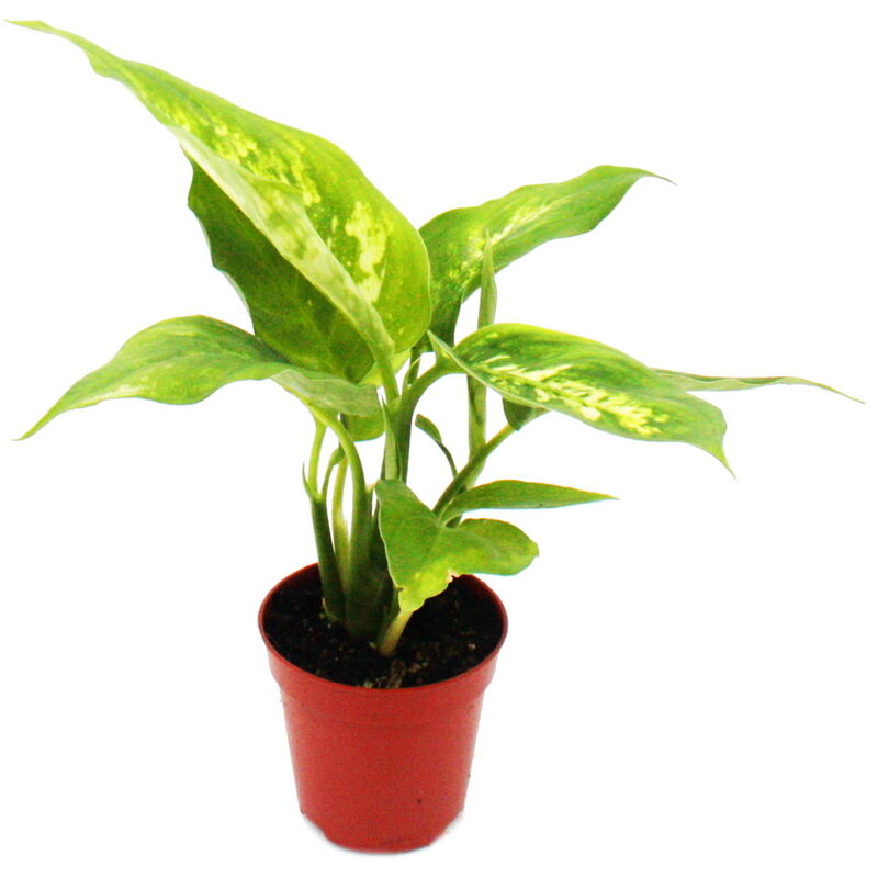 Exotenherz - Mini-Plant - Dieffenbachia - Dieffenbachia - Idéal pour les petits bols et verres - Baby-Plant en pot de 5,5 cm