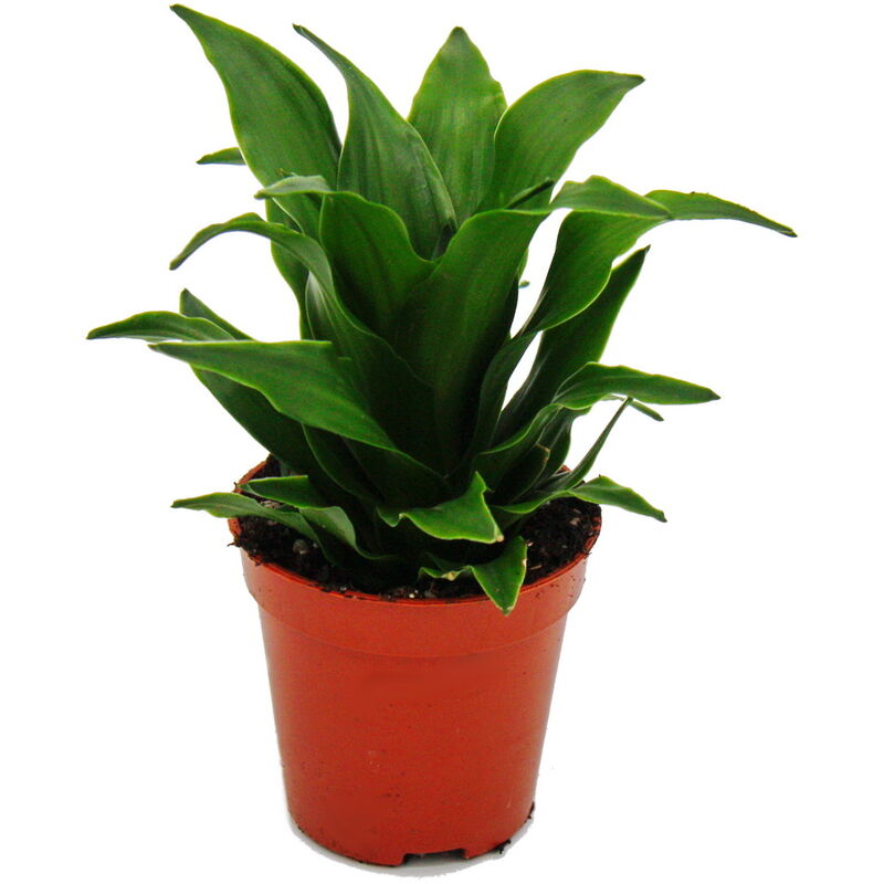 Exotenherz - Mini-Plant - Dracaena compacta - Dragon tree - Idéal pour petits bols et bocaux - Baby-Plant en pot de 5,5cm