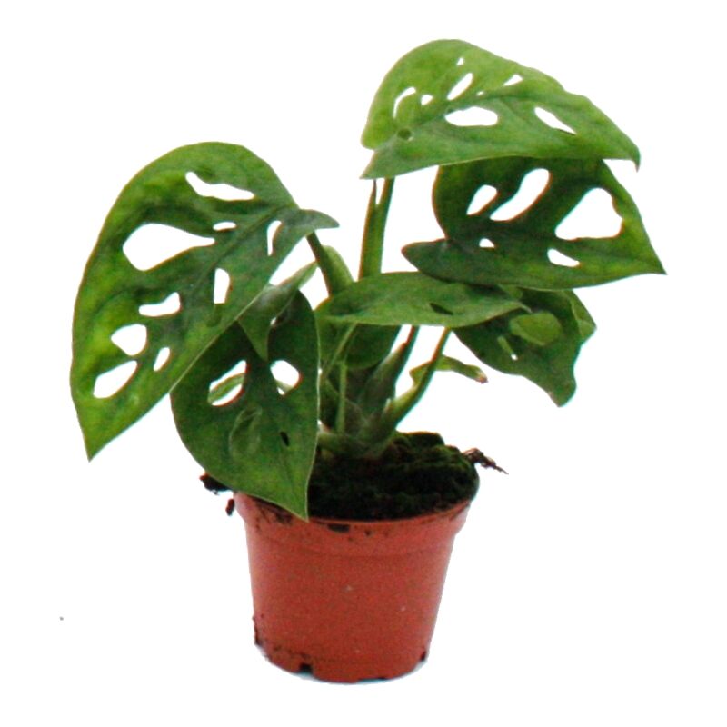 Mini-Plant - Monstera Monkey Mask - Feuille de fenêtre - Idéal pour les petits bols et verres - Baby-Plant dans un pot de 5,5 cm