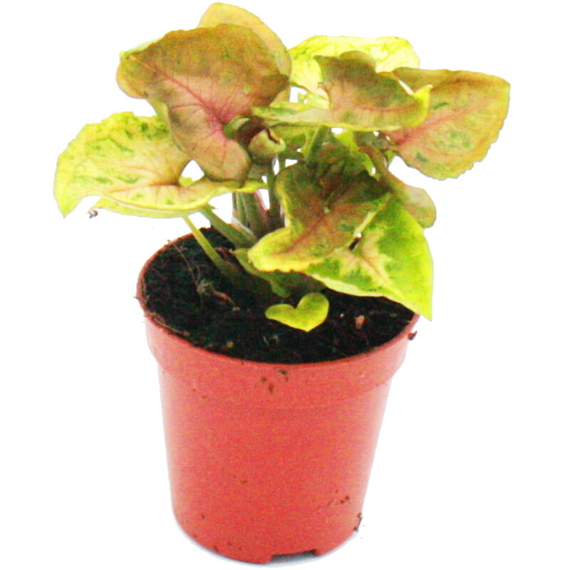 Exotenherz - Mini-Plant - Syngonium - Tute Violet - Idéal pour les petits bols et verres - Petite plante en pot de 5,5 cm