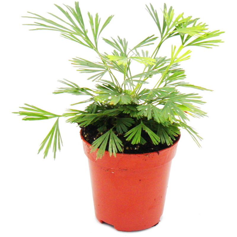 Mini plante - Actiniopteris australis - Fougère à feuilles de palmier - Idéal pour les petits bols et verres - Petite plante en pot de 5,5 cm