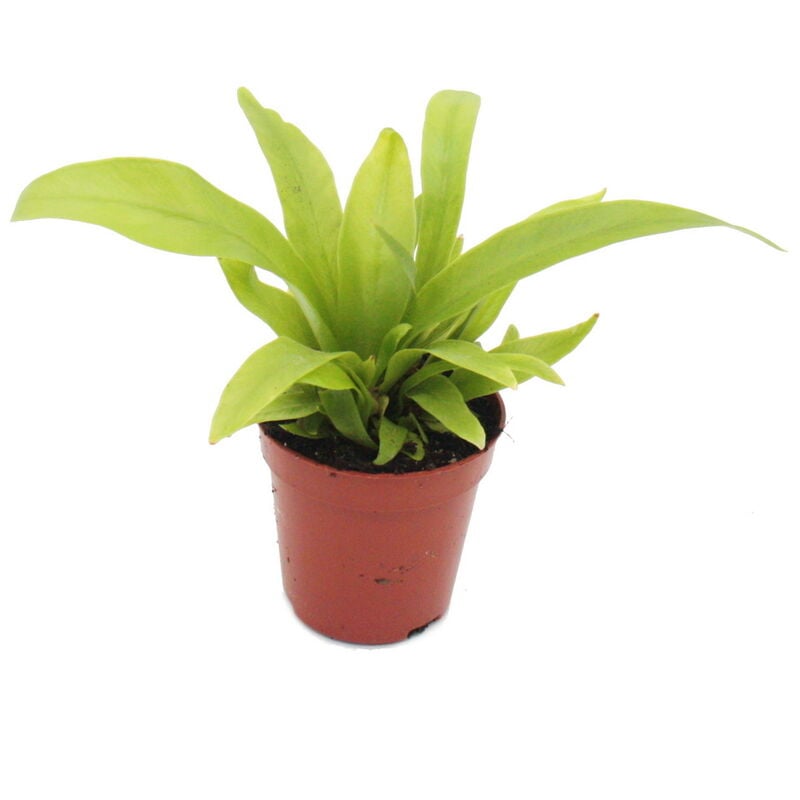 Exotenherz - Mini plante - Asplenium antiquum - Nid de fougère - Idéal pour petits bols et verres - Petite plante en pot de 5,5 cm