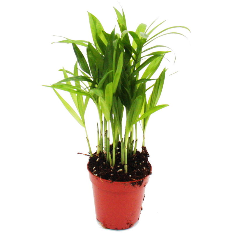 Exotenherz - Mini-plante - Chamaedorea elegans - Palmier de montagne - Idéal pour les petits bols et verres - Petite plante en pot de 5,5 cm