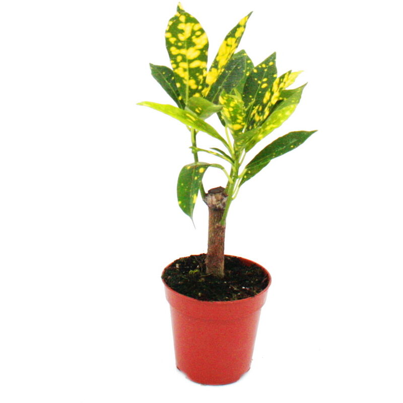 Exotenherz - Mini-Plante - Croton - Codiaeum - Arbuste merveilleux - Idéal pour les petits bols et verres - Petite plante en pot de 5,5 cm