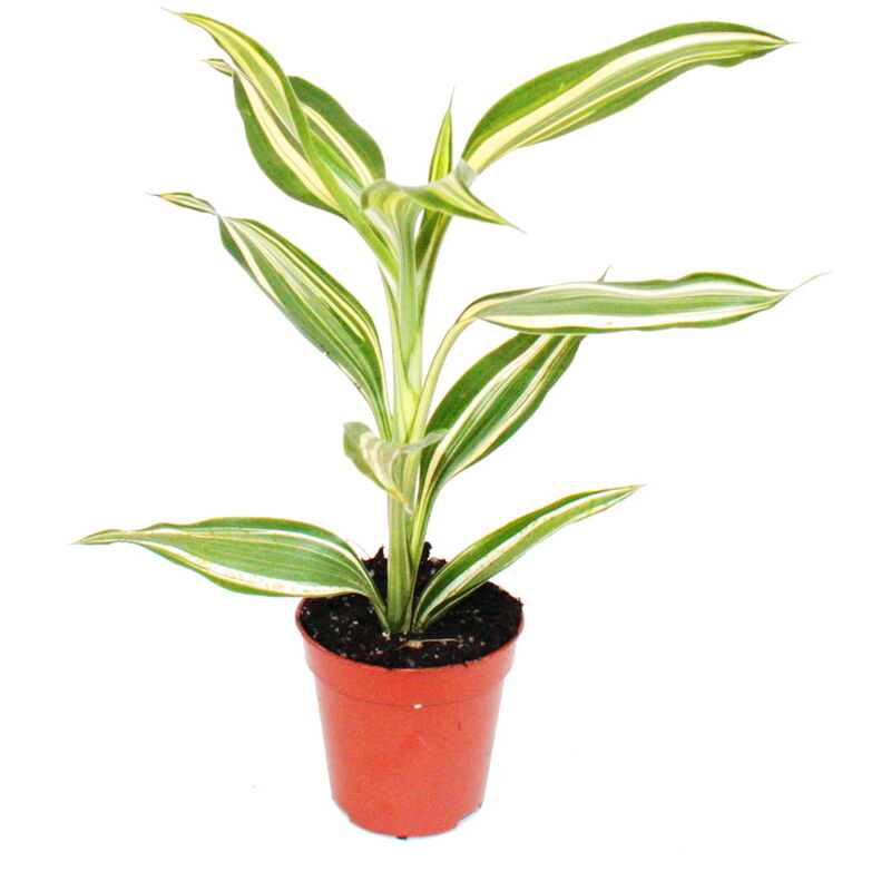 Exotenherz - Mini plante - Dracaena sanderiana - Dragonnier - Idéal pour petits bols et verres - Petite plante en pot de 5,5 cm