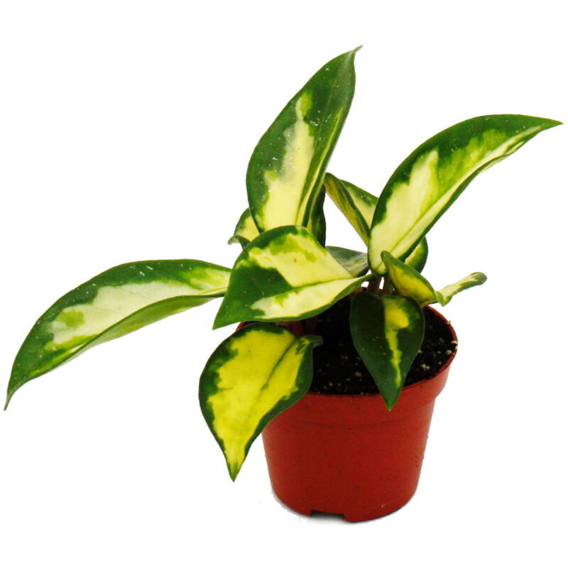 Mini Plante - Hoya carnosa tricolor - Fleur de porcelaine - Idéale pour les petites coupes et les verres - Baby-Plant en pot de 5,5cm