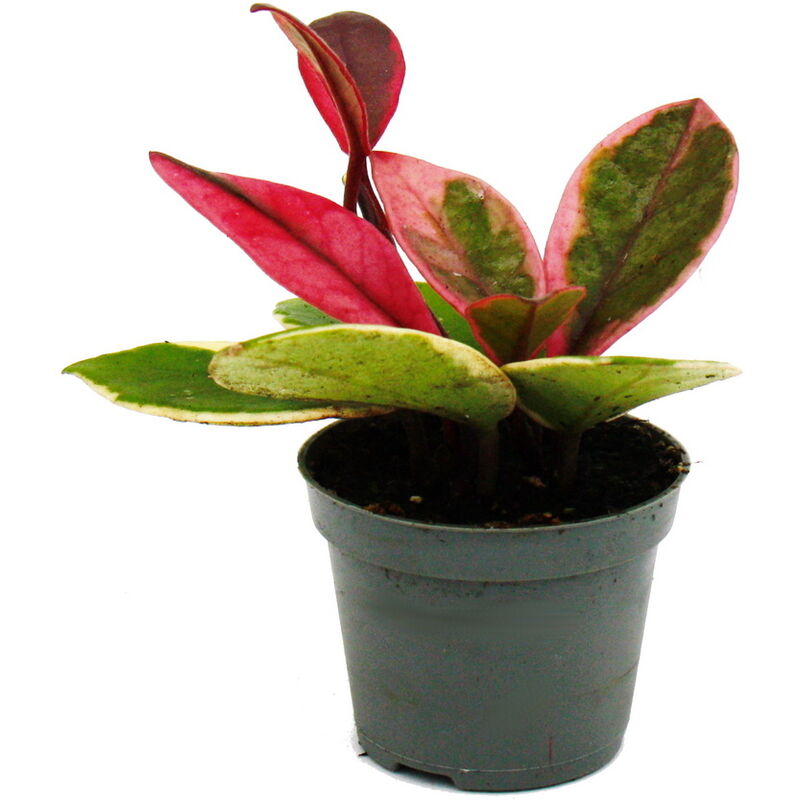 Mini Plante - Hoya Flaming Dream - Fleur de porcelaine à pétales rouges - Fleur de cire - Baby-Plant - Pot 6,5cm