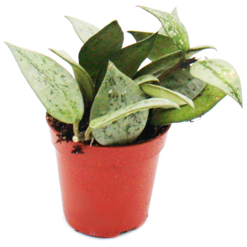 Exotenherz - Mini plante - Hoya krohniana - fleur de porcelaine - Idéal pour les petits bols et verres - Petite plante en pot de 5,5 cm