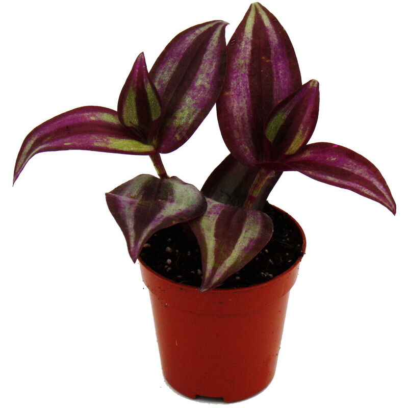 Mini plante - Tradescantia « Purple » - fleur à trois maîtres - sorcière d’eau - Idéal pour petits bols et bocaux - Bébé plante en pot de 5,5cm