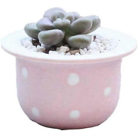 Mini pots de fleurs succulentes - Moderne - Cactus - Pot de fleurs juteux - Décoration pour intérieur, maison, bureau (Rose)