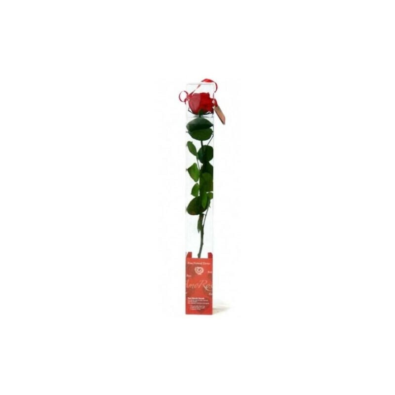 

Mini Rosa Eterna Roja