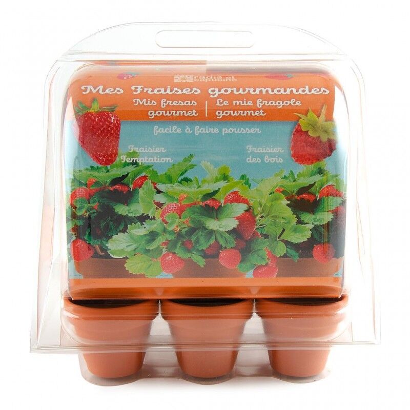 Radis Et Capucine - Mini-serre de jardinage : fraisiers à semer