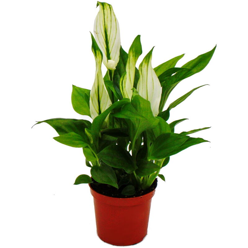 Mini Spathiphyllum - mini feuille simple - pot 7cm - plante d'intérieur