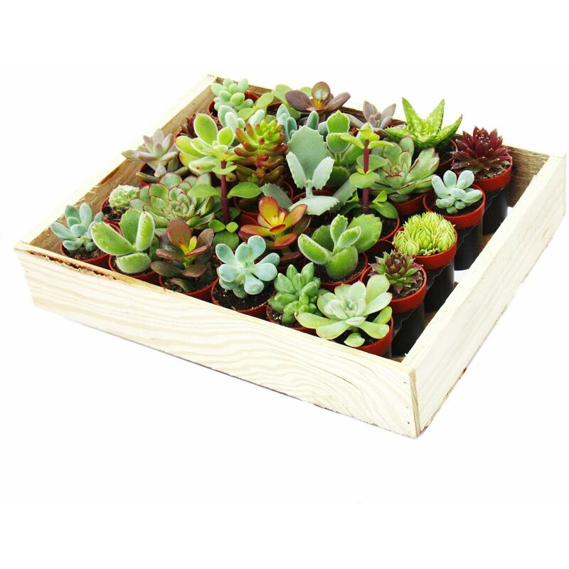 Exotenherz - Mini succulentes 3,5cm pot - boîte en bois avec 30 plantes