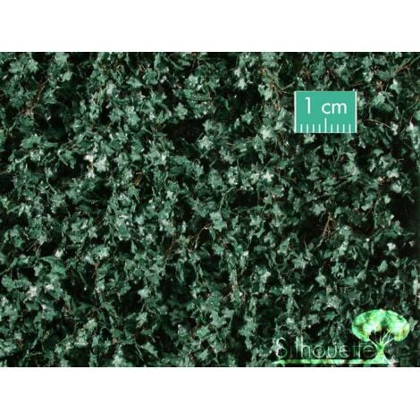 Mininatur 936-22 S Plantes grimpantes lierre