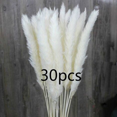 MINKUROW 30 Stück natürliches getrocknetes kleines Pampasgras, Phragmites Communis, Blumenstrauß für Hochzeit und Fotografieren für Heimdekoration (weiß, 30 Stück)