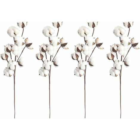 MINKUROW 4 natürliche weiße Baumwollstiele, 10 Baumwollaufsätze pro Stiel, 21 Zoll, Blumenpflücker, Landhausstil, Heimdekoration.