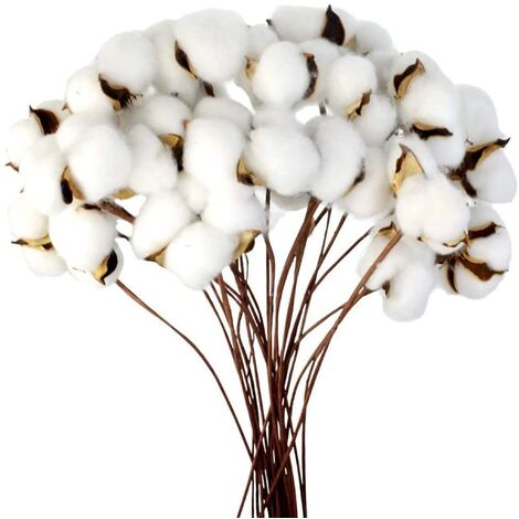 MINKUROW Ramo Di Cotone Steli Naturali Fattoria Fiori Secchi Ramoscelli Di Cotone Pianta Di Cotone Fiori Secchi Artificiali Per Vaso Decorazione Della Festa Nuziale (20 Pezzi)