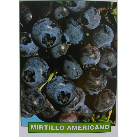 Mirtillo Americano - pianta di 3 anni