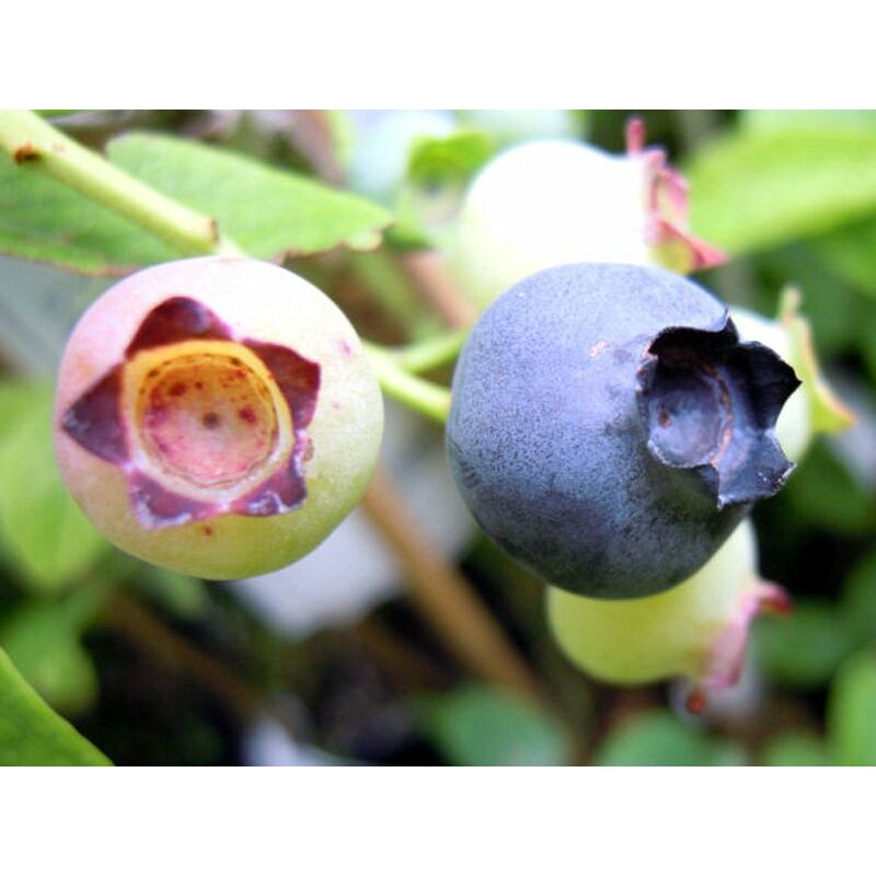 Peragashop - bleuet géant américain berkeley (1 plante)