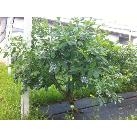 Mirtillo gigante americano frutti di bosco pianta gia' fruttifera in vaso
