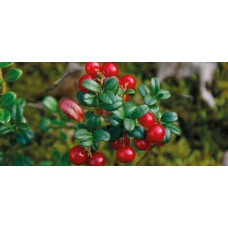 Mirtillo rosso americano