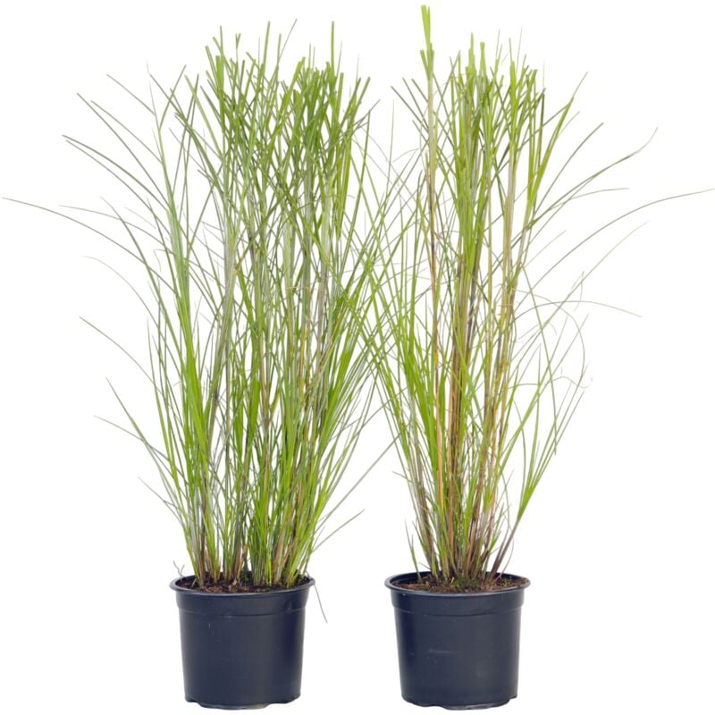 Plant In A Box - Roseau de Chine - Set de 2 - Miscanthus 'Gracillimus' - H40-60cm - ⌀23cm