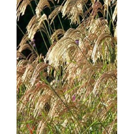 Miscanthus nepalensis Godet de 8/9 cm
