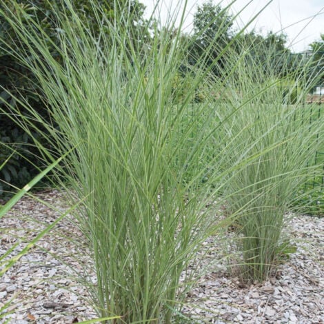 PLANTES AVENUE Miscanthus, Roseau de Chine Gracilinus/Pot de 7,5L