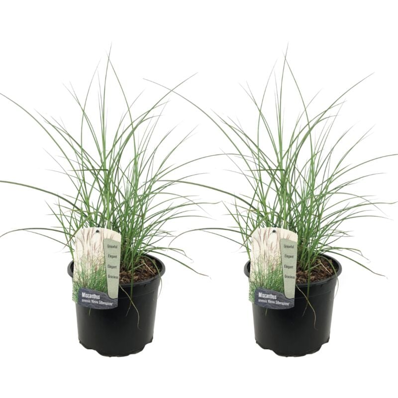 Plant In A Box - Miscanthus sinensis 'Kleine Silberspinne' - Set de 2 - Pot 23cm - Hauteur20-30cm - Rouge
