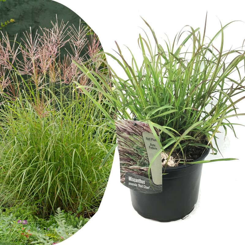 Plant In A Box - Miscanthus sinensis 'Red Chief' - Herbe ornementale - Pot 23cm - Hauteur 40-60cm - Rouge