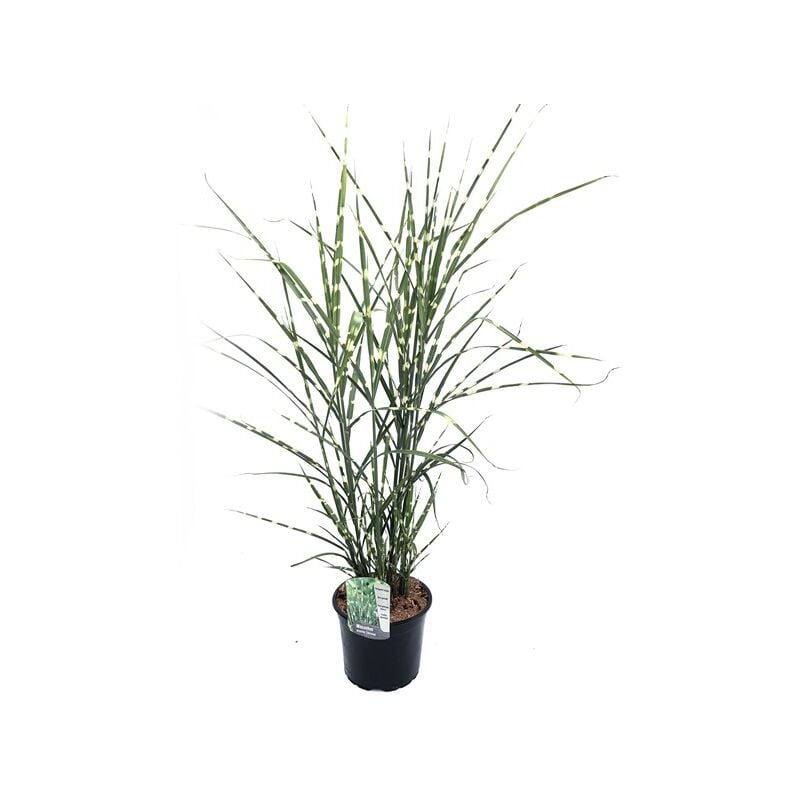 Plant In A Box - Miscanthus Zebrinus - Herbe ornementale - Pot 23cm - Hauteur 20-30cm - Brun