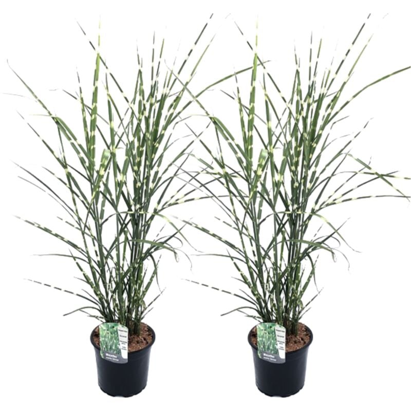 Plant In A Box - Miscanthus Zebrinus - Herbe ornementale - Set de 2 - Pot 23cm - Hauteur 20-30cm - Brun